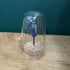Antique Inspired Beetle In A Dome