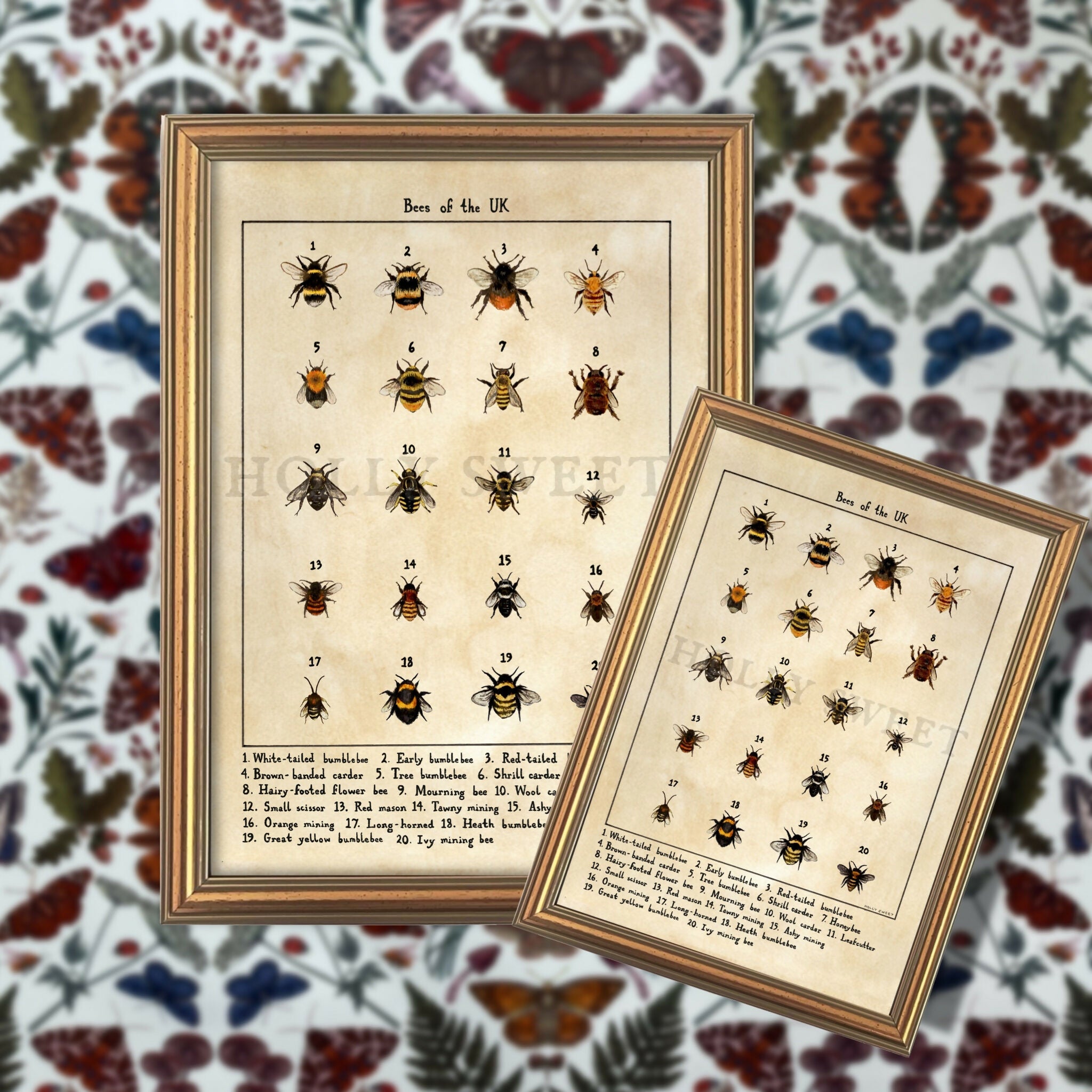 Bees of the UK A4 print