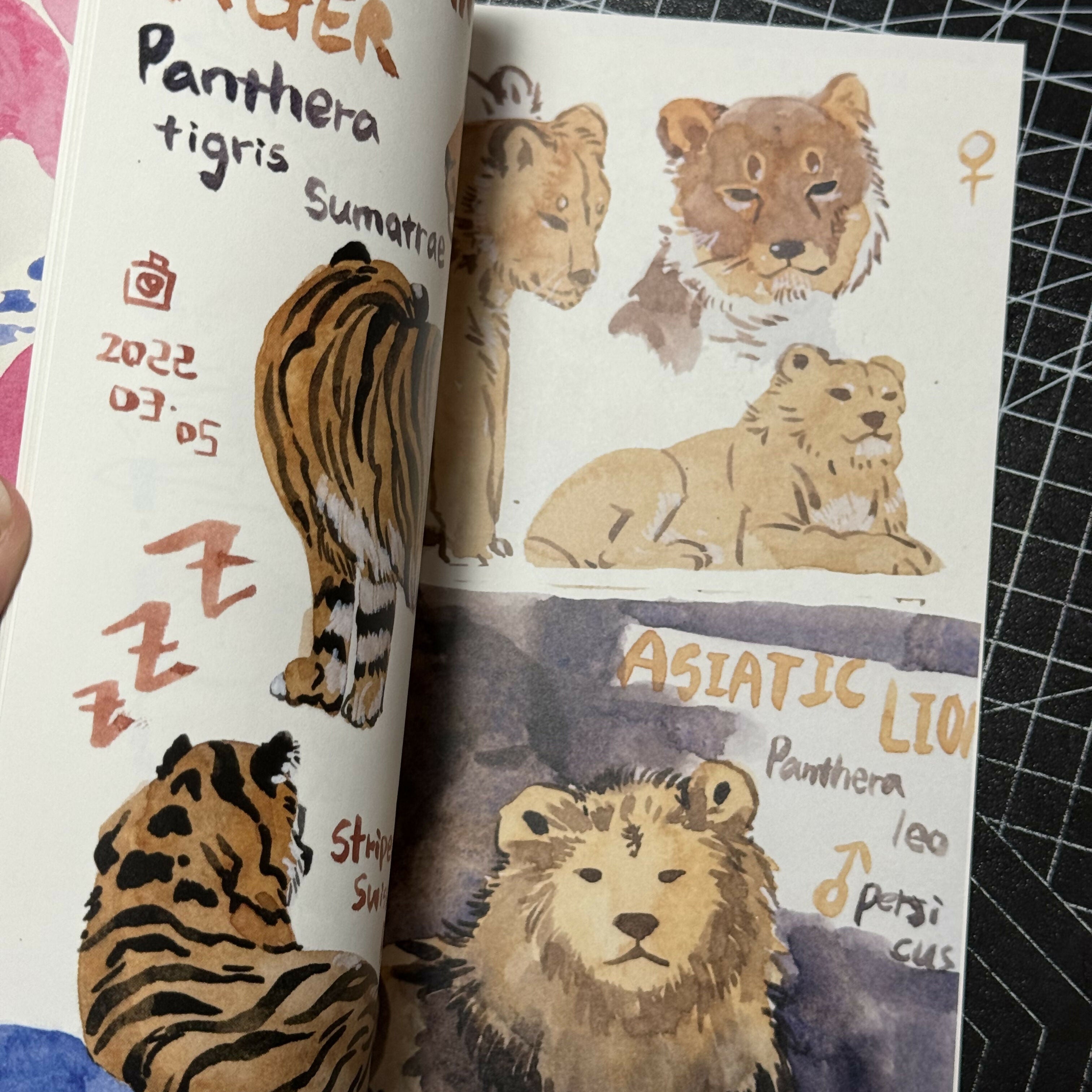 Zoo Sketchbook