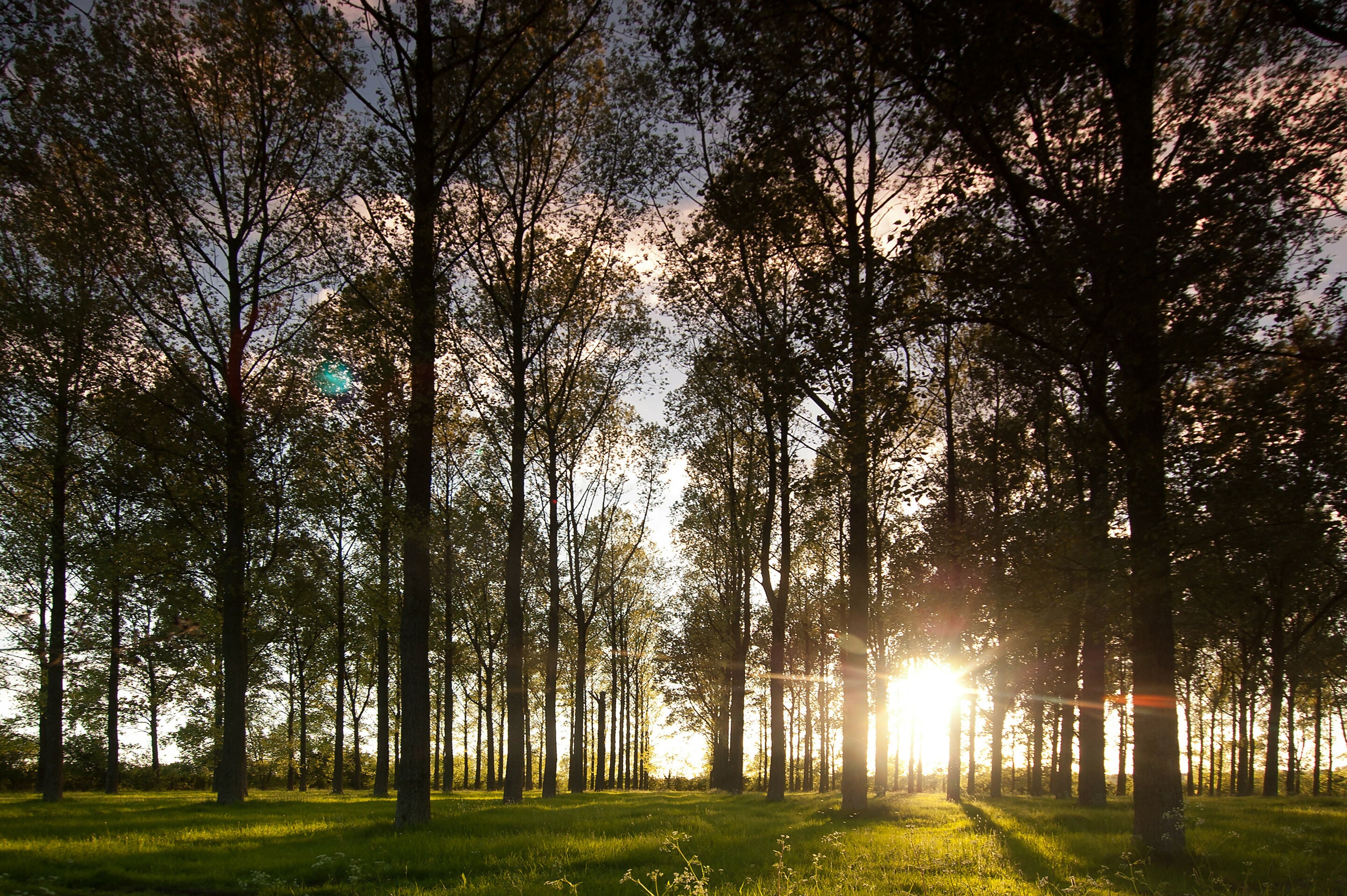 Leafy trees