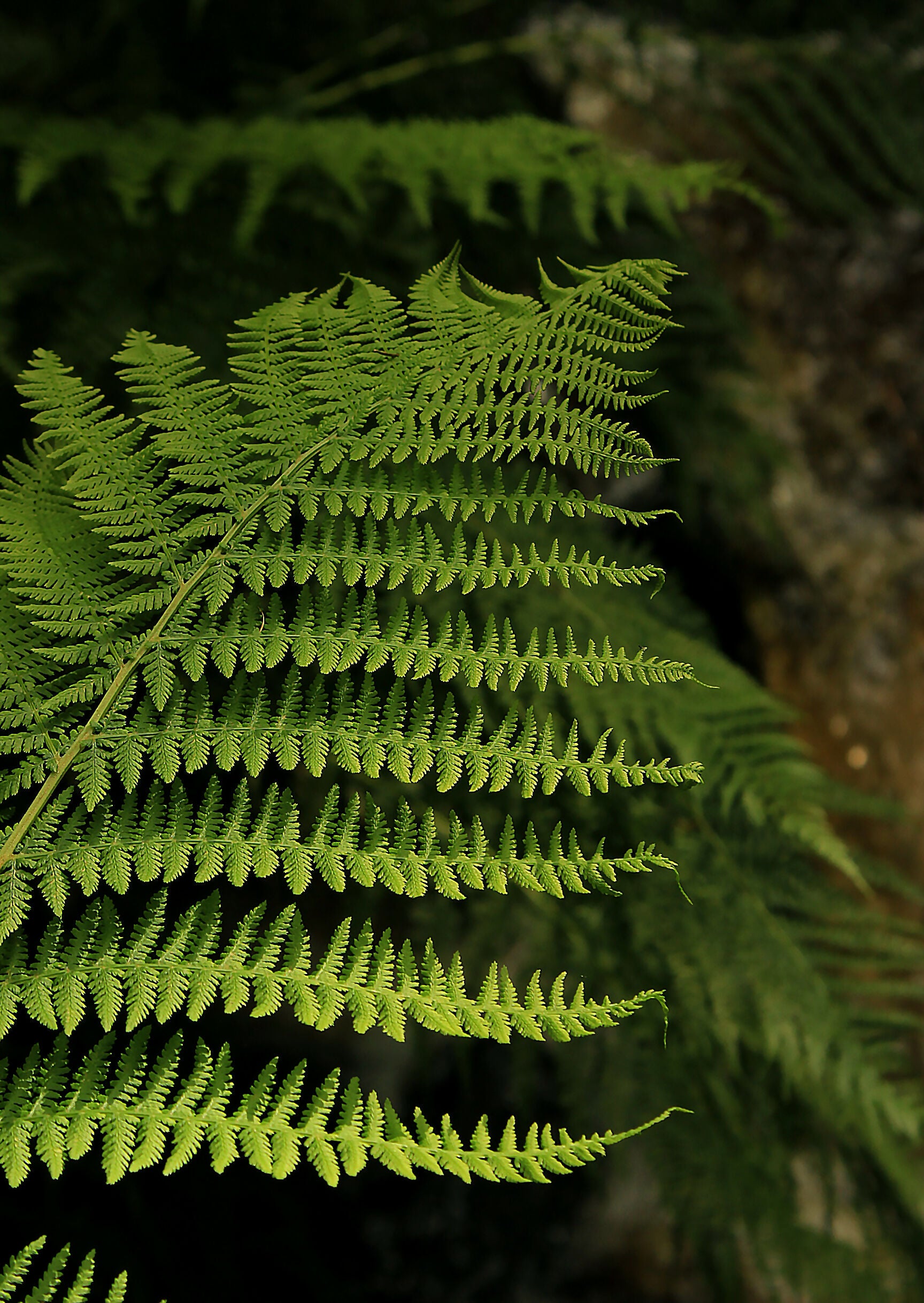 Forest Fern – A4 Print
