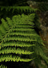 Forest Fern – A4 Print