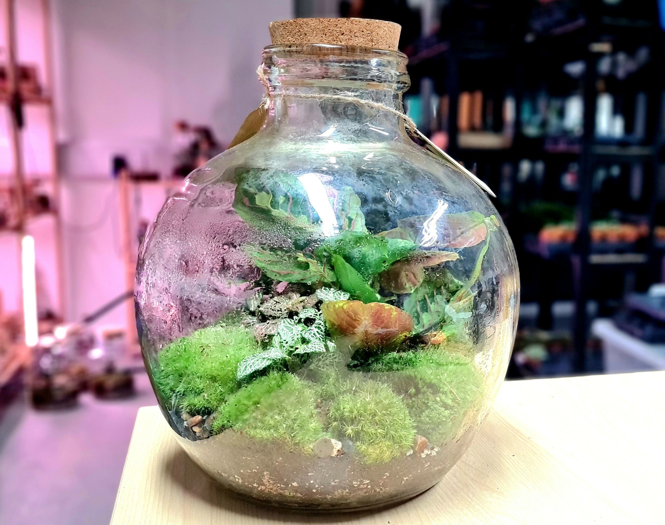 Large Carboy Light Up Terrarium