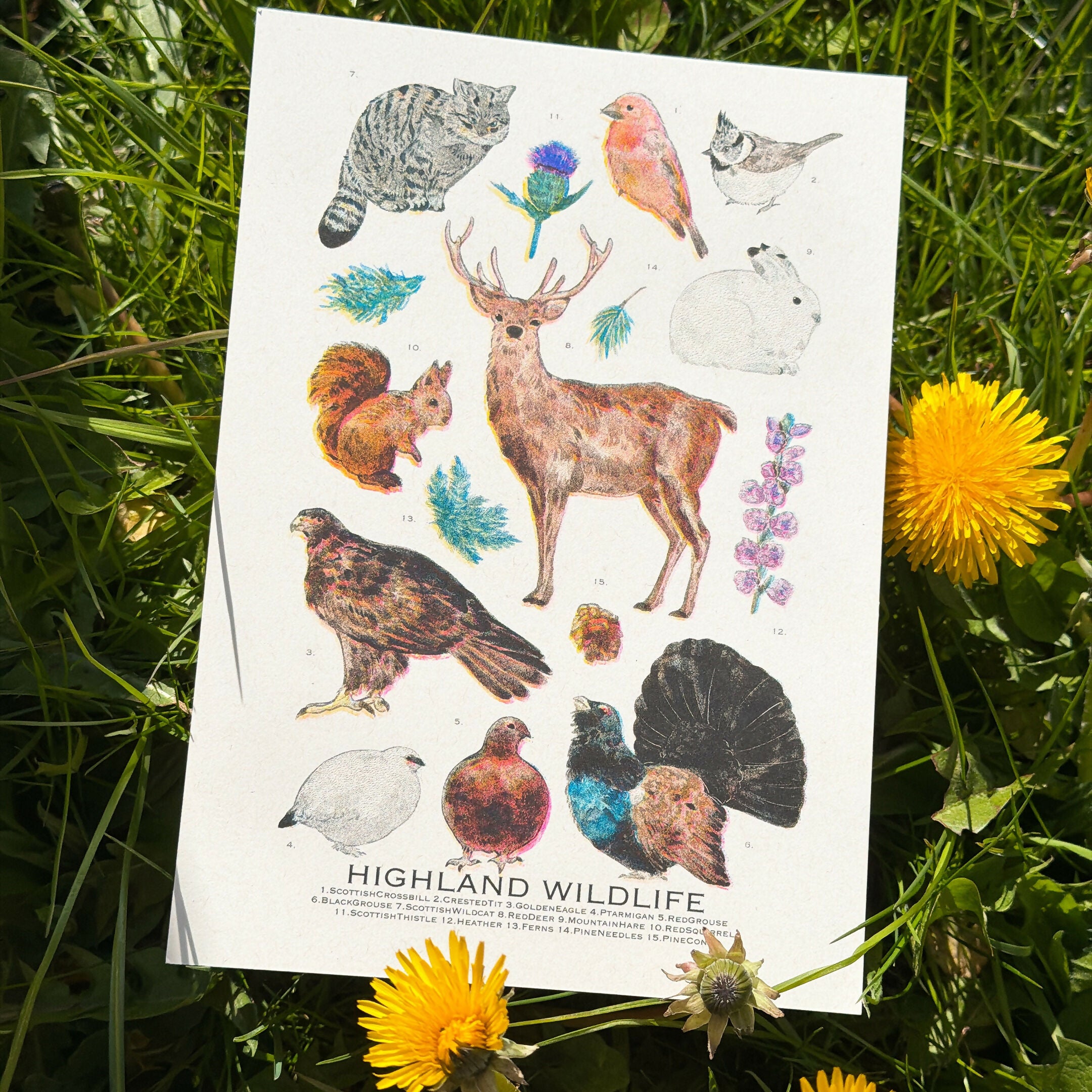 A5 RISO prints-Coastal Birds，Scottish Seabirds，Highland wildlife，Nocturnal wildlife