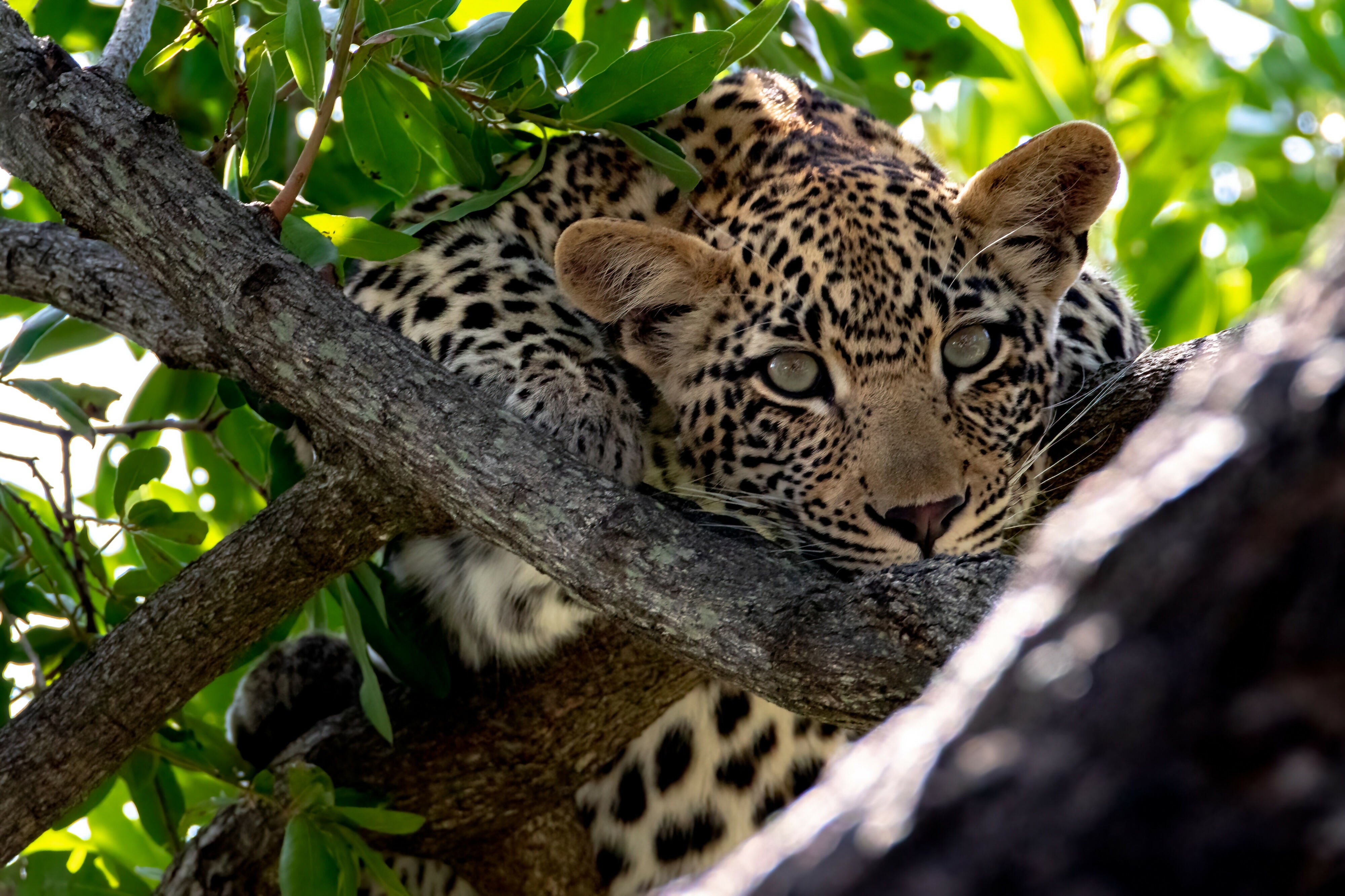 Spotted - Photograph