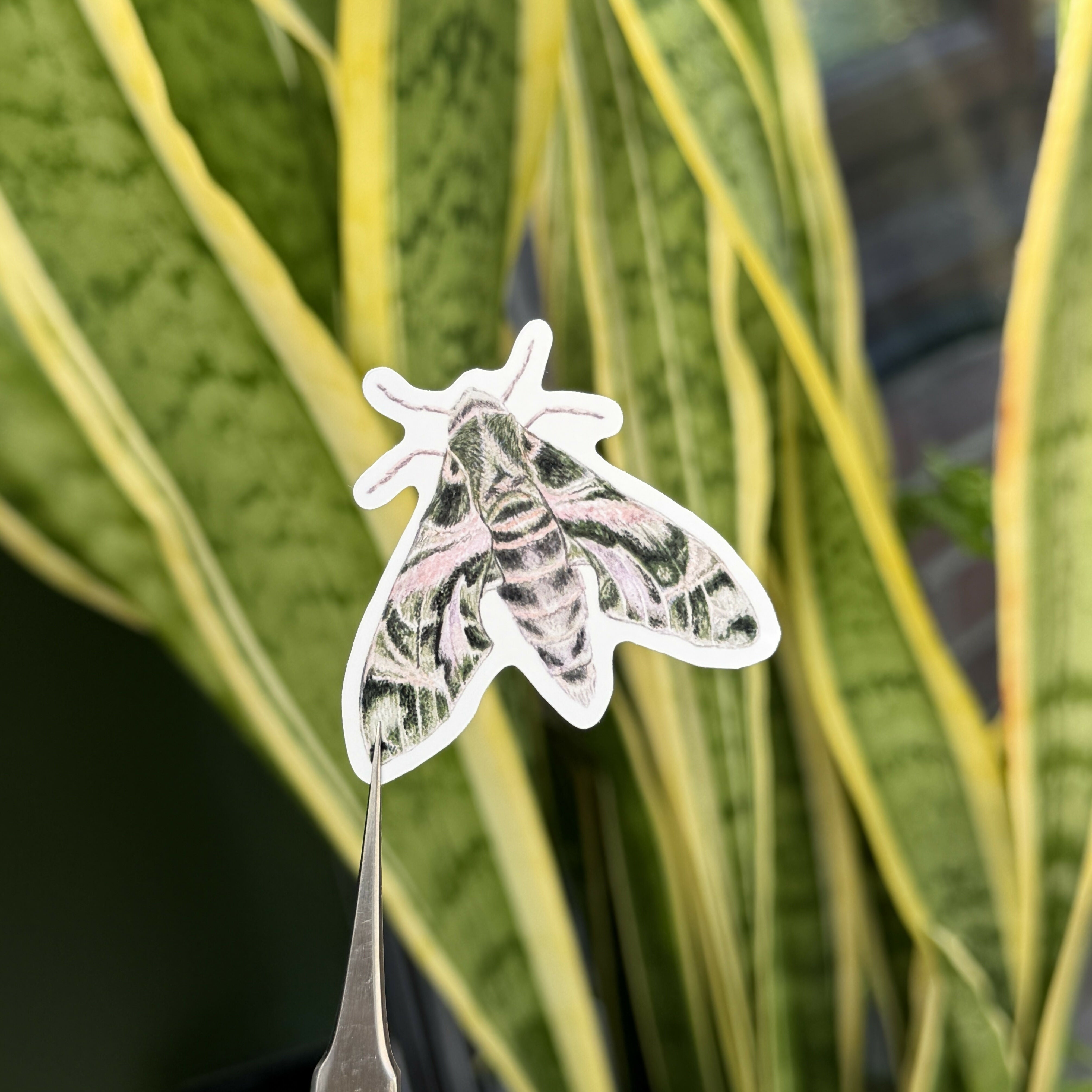 Moths - Gloss Sticker Pack