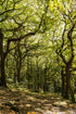 Woodland Walks - Photograph
