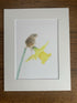 Harvest Mouse