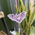 Bewitching Bats - Gloss Sticker Pack