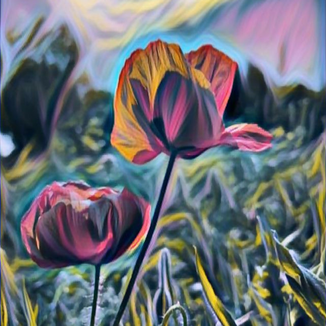 Poppy Fields
