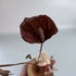 Autumnal Dried Flower Piece