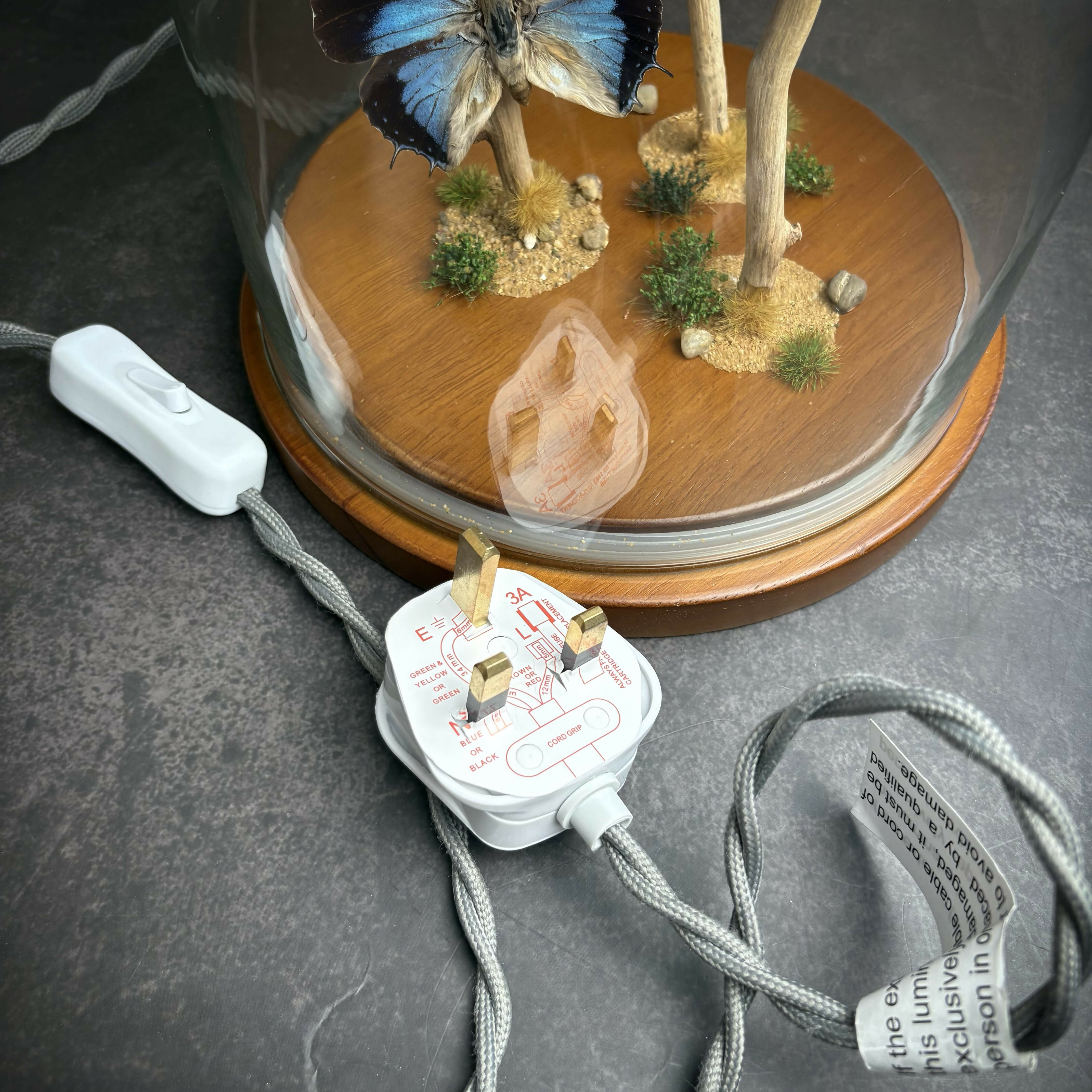 Real Butterfly Natural Display Glass Cloche Lamp with Grey Shade