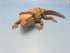 3D Printed LARGE: Articulated Sensory Fidget Animals friends Bearded Dragon 25cm