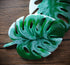Monstera Coasters