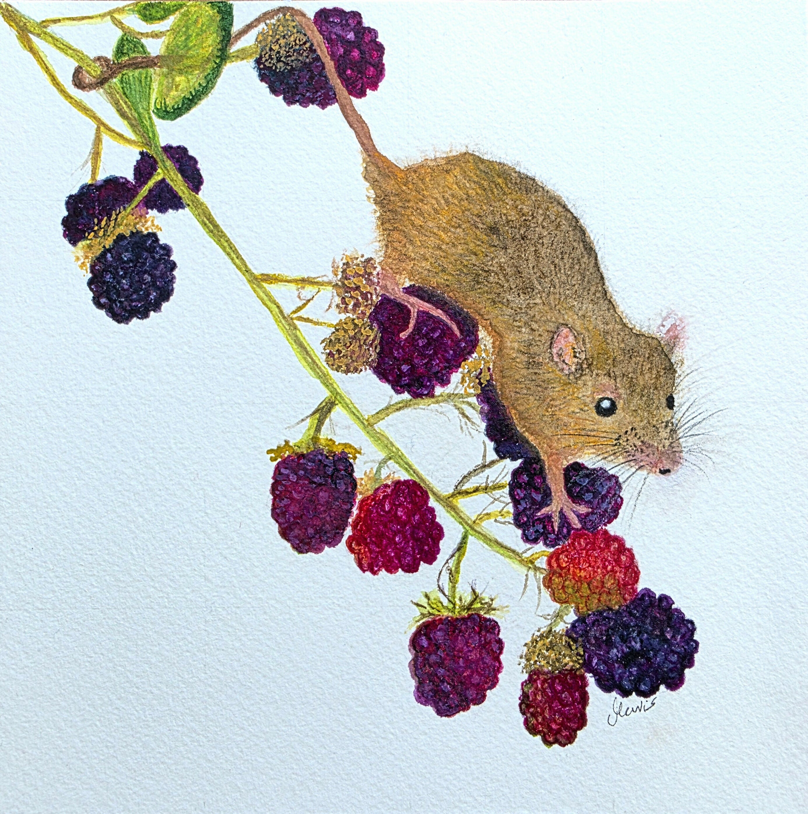 'Harvest Mouse with his Bounty of Blackberries' - Framed Original Mixed Media Painting