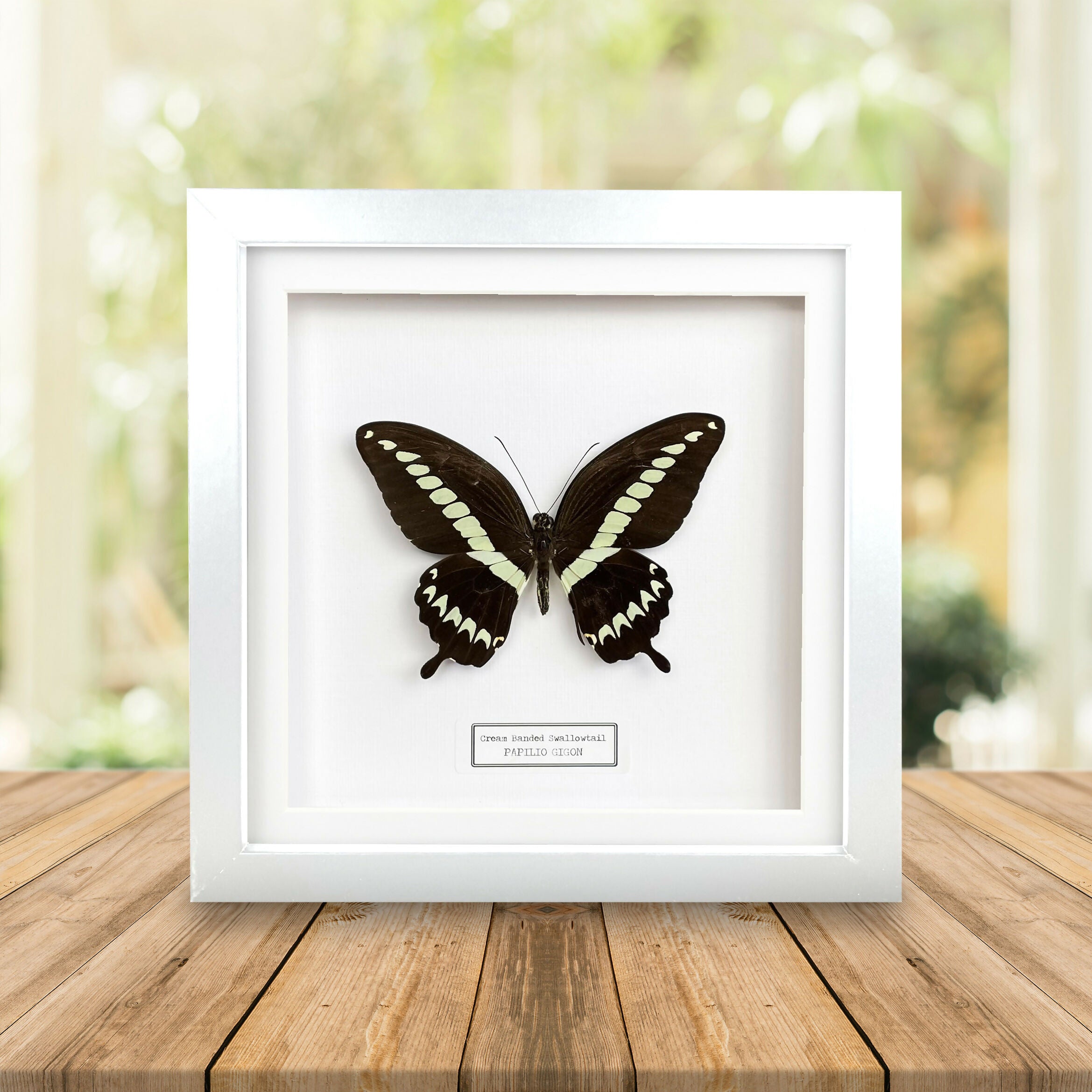Cream Banded Swallowtail (Papilio Gigon) Butterfly Handmade Box Frame