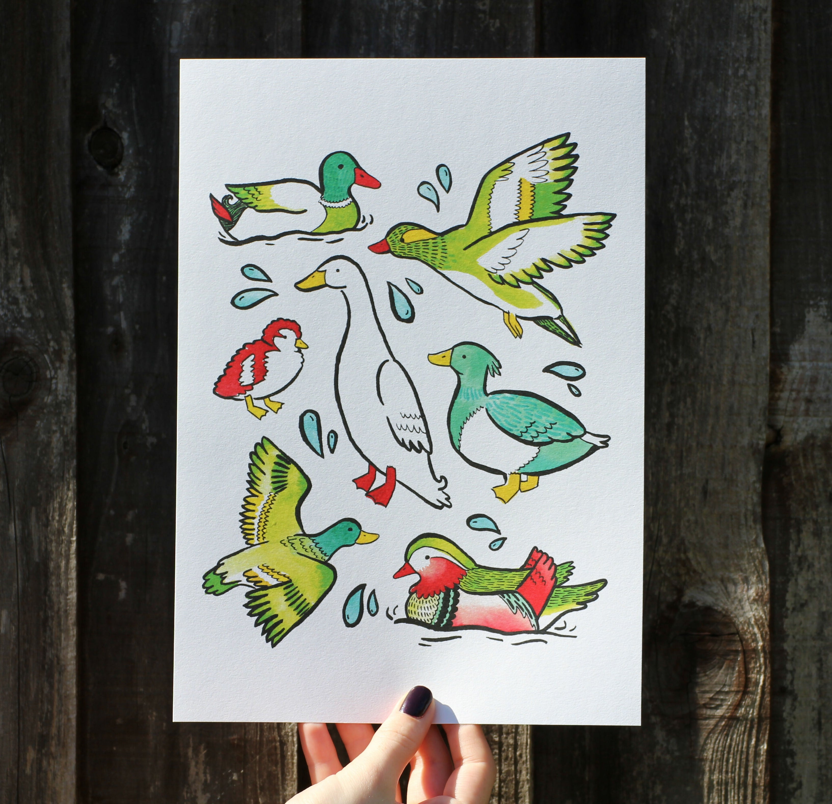 Duck Collection A4 Print