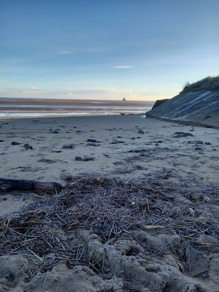 Real Pressed Seaweed Framed Art