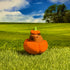 Halloween Capybara in Pumpkin