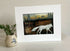 ANIMAL ACRYLIC GICLEE PRINTS (FOREST RANGE)