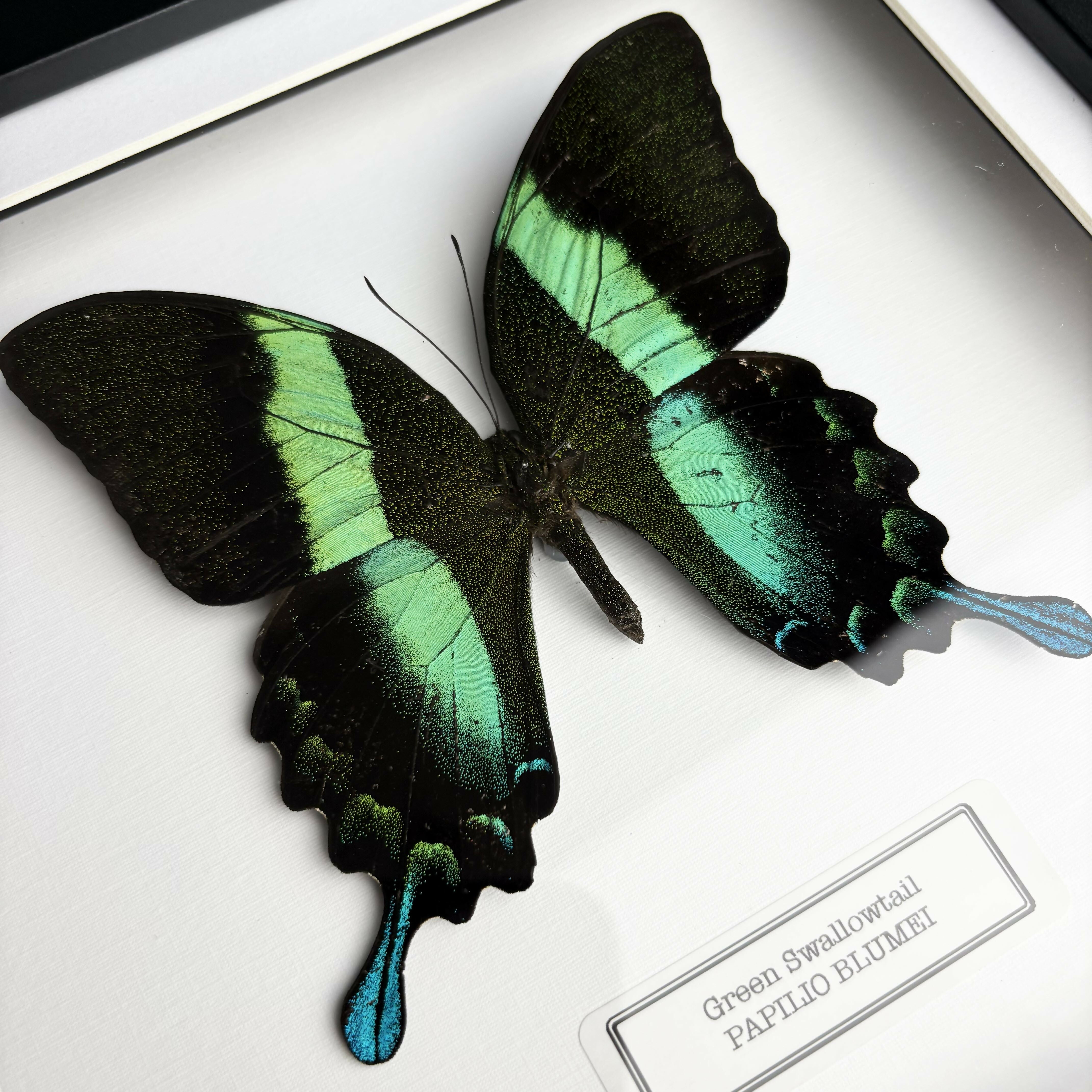 Green Swallowtail (Papilio Blumei) Butterfly Handmade Box Frame
