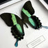 Green Swallowtail (Papilio Blumei) Butterfly Handmade Box Frame