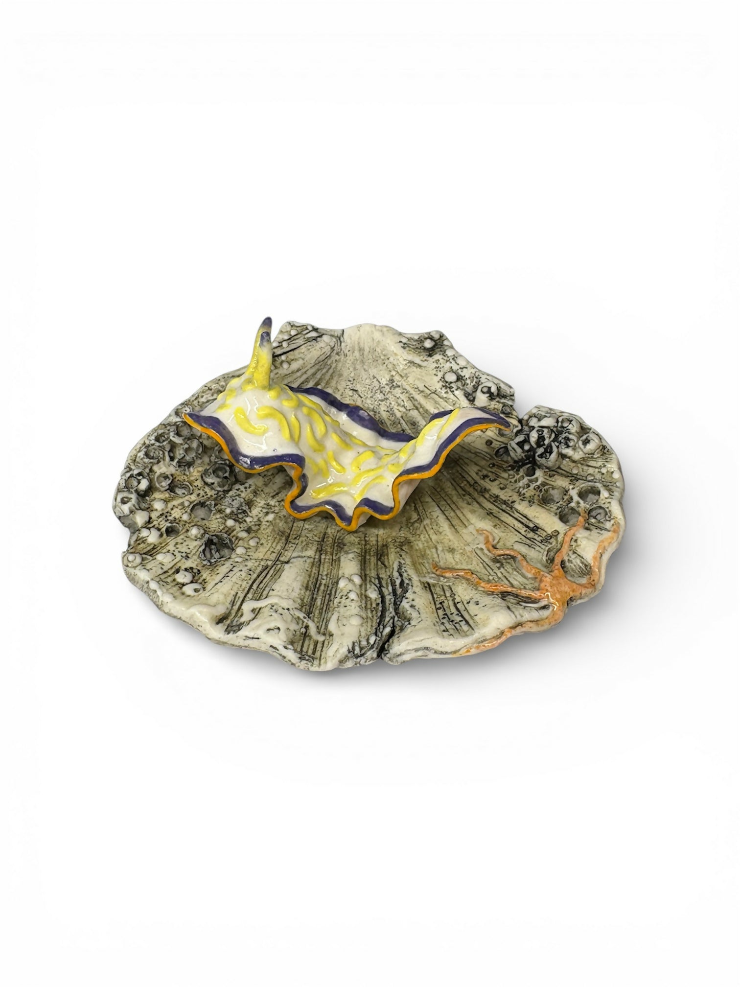 Porcelain Sea Slug on Scallop Shell