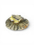 Porcelain Sea Slug on Scallop Shell