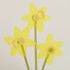 Daffodil Vase