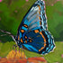 Blue Butterfly Floral - Original Acrylic Painting