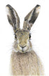 Hare by Lisa Makin Art in Coloured Pencil