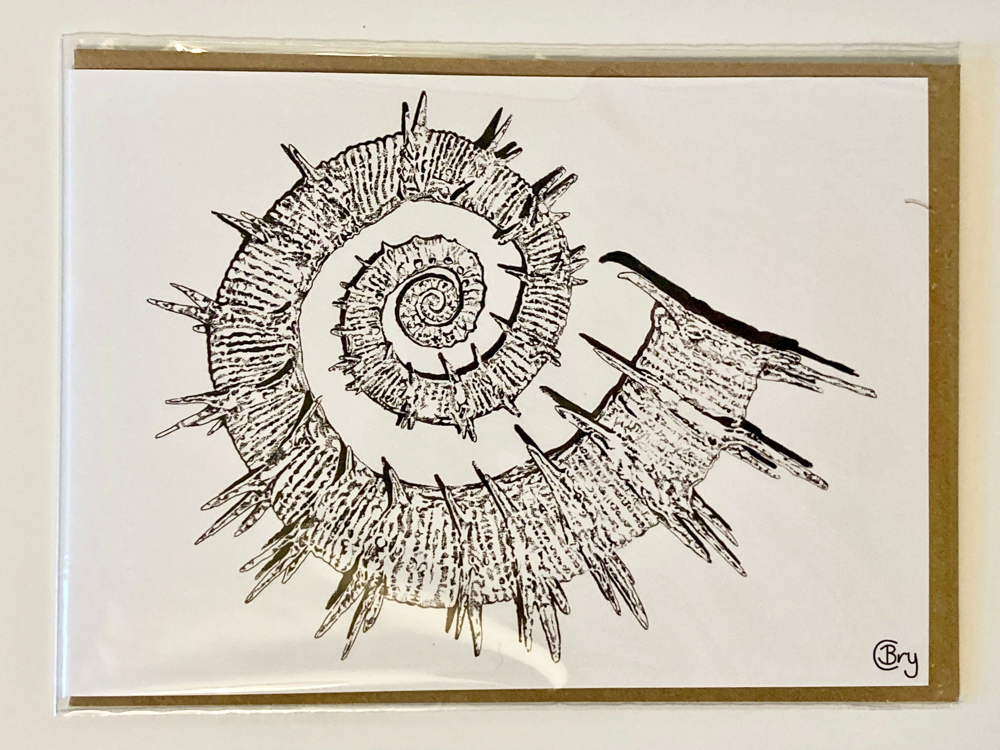 Ammonite - Greetings Card