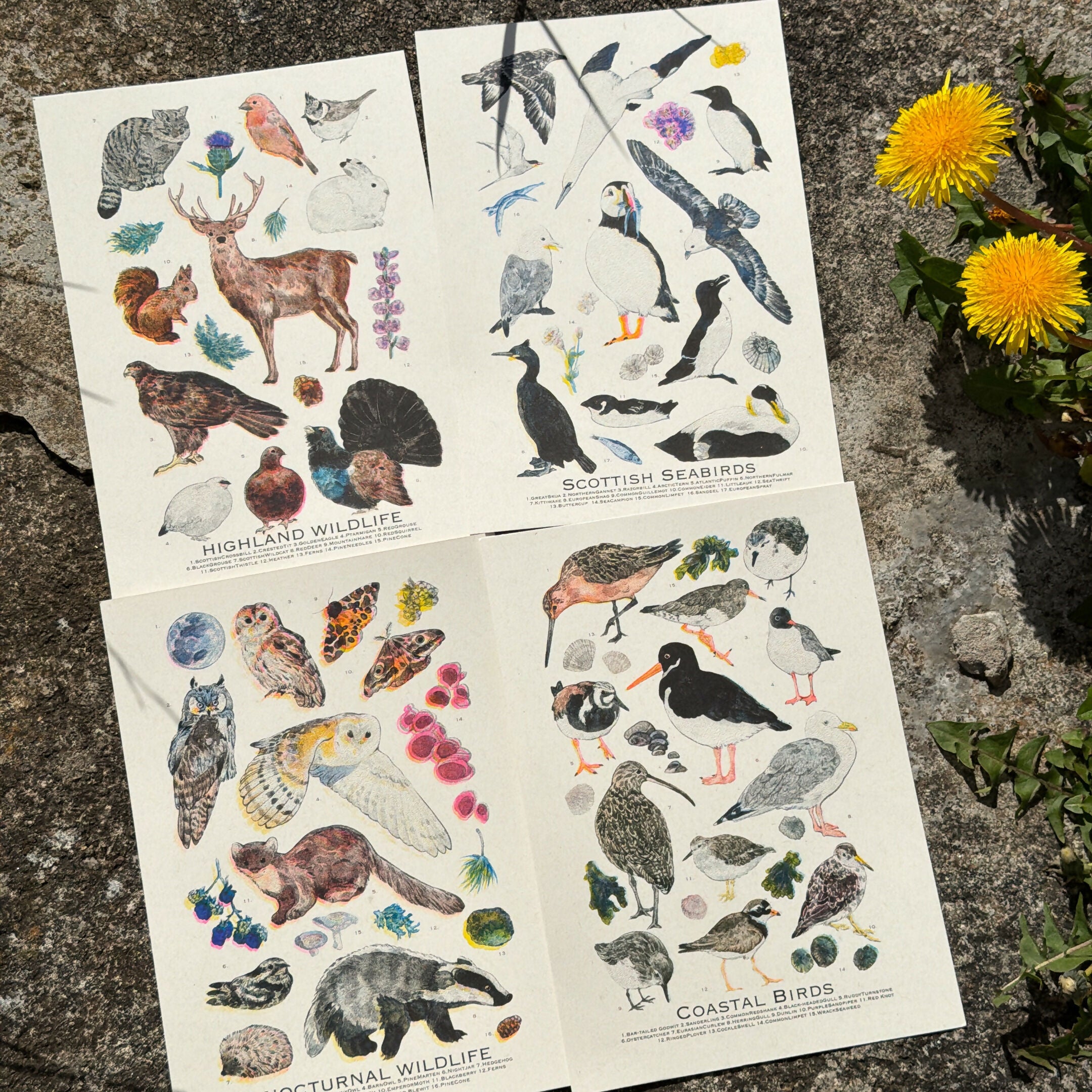 A5 RISO prints-Coastal Birds，Scottish Seabirds，Highland wildlife，Nocturnal wildlife