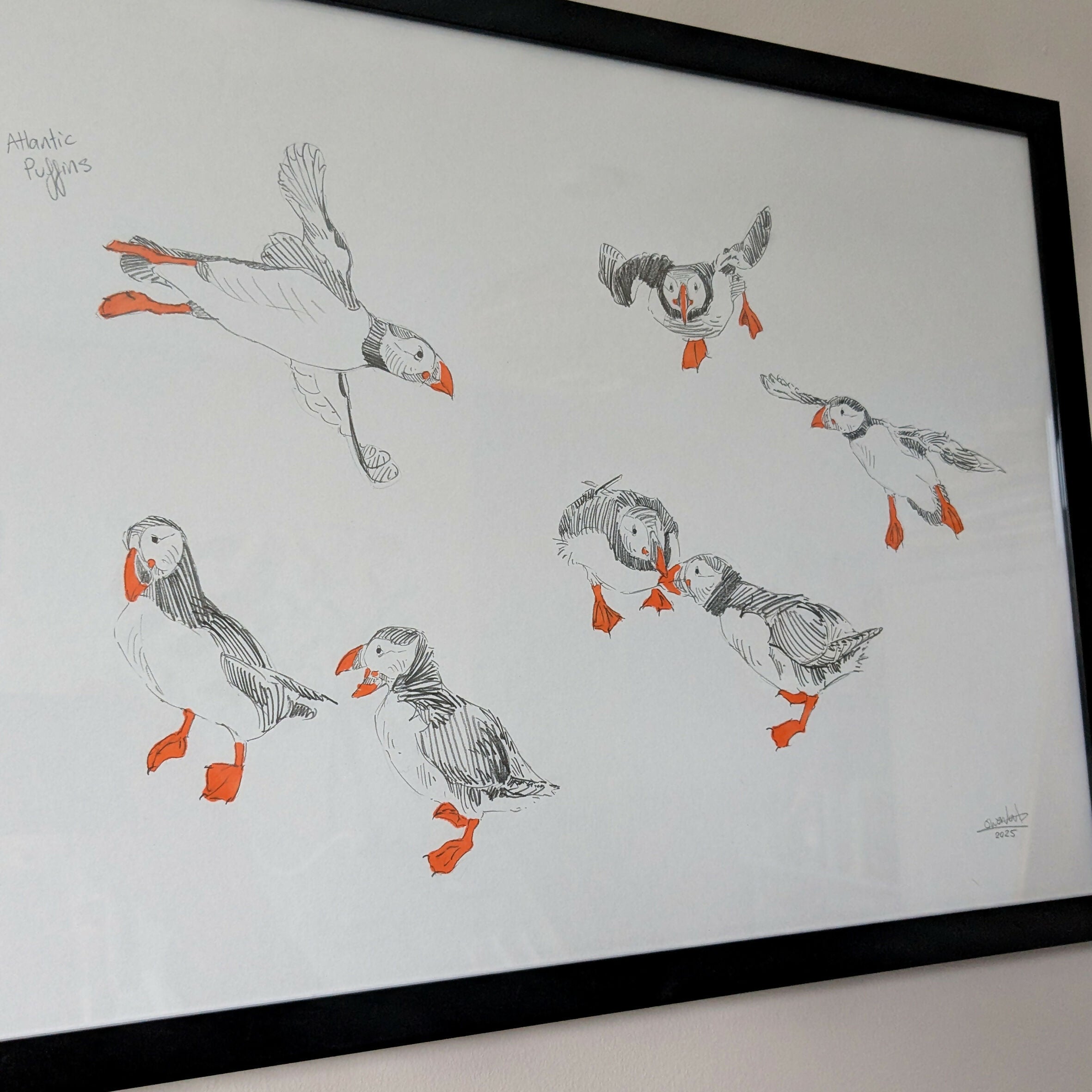 Puffin Sketches - A3 Original Framed