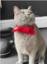 PET SCARF, COSY RICH RED COLOUR - CAT OR SMALL DOG