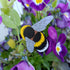 Bumble Bee Brooch