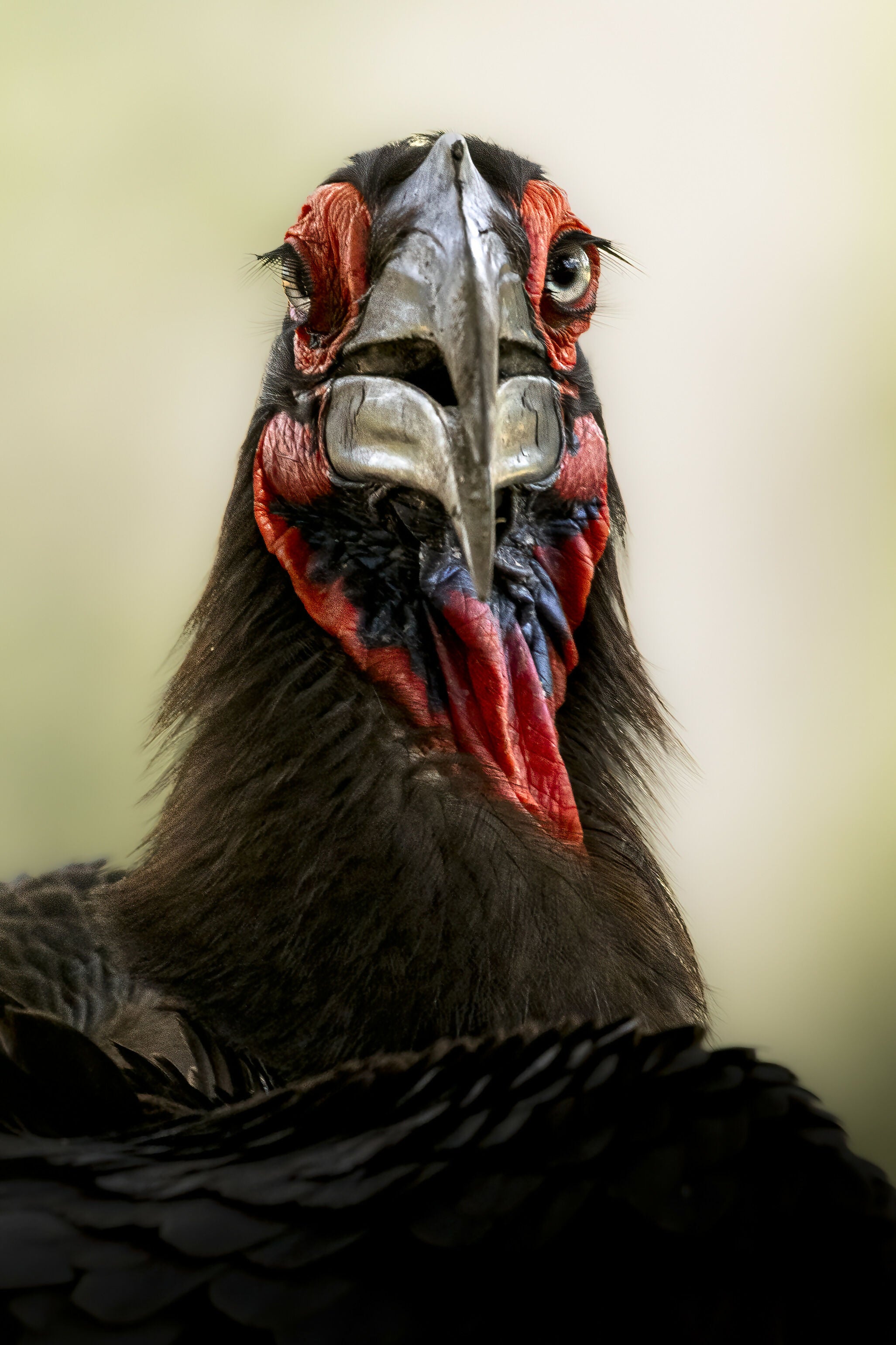 Southern Ground Hornbill - Photograph