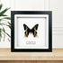 Sunset Moth (Chrysiridia rhipheus) Handmade Box Frame