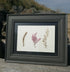 Real Pressed Seaweed Framed Art
