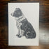 Collie - 5x7
