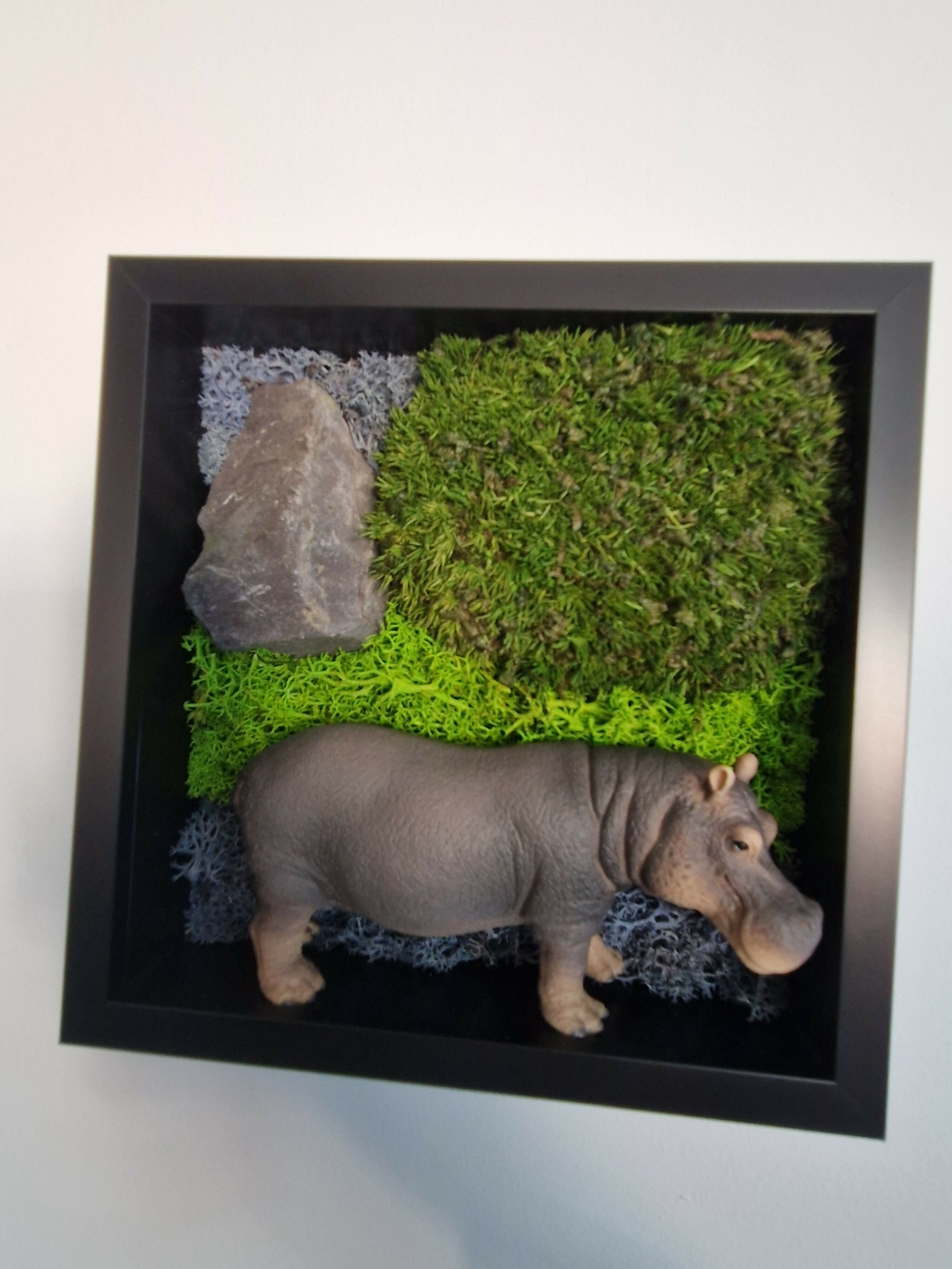 Male Hippo