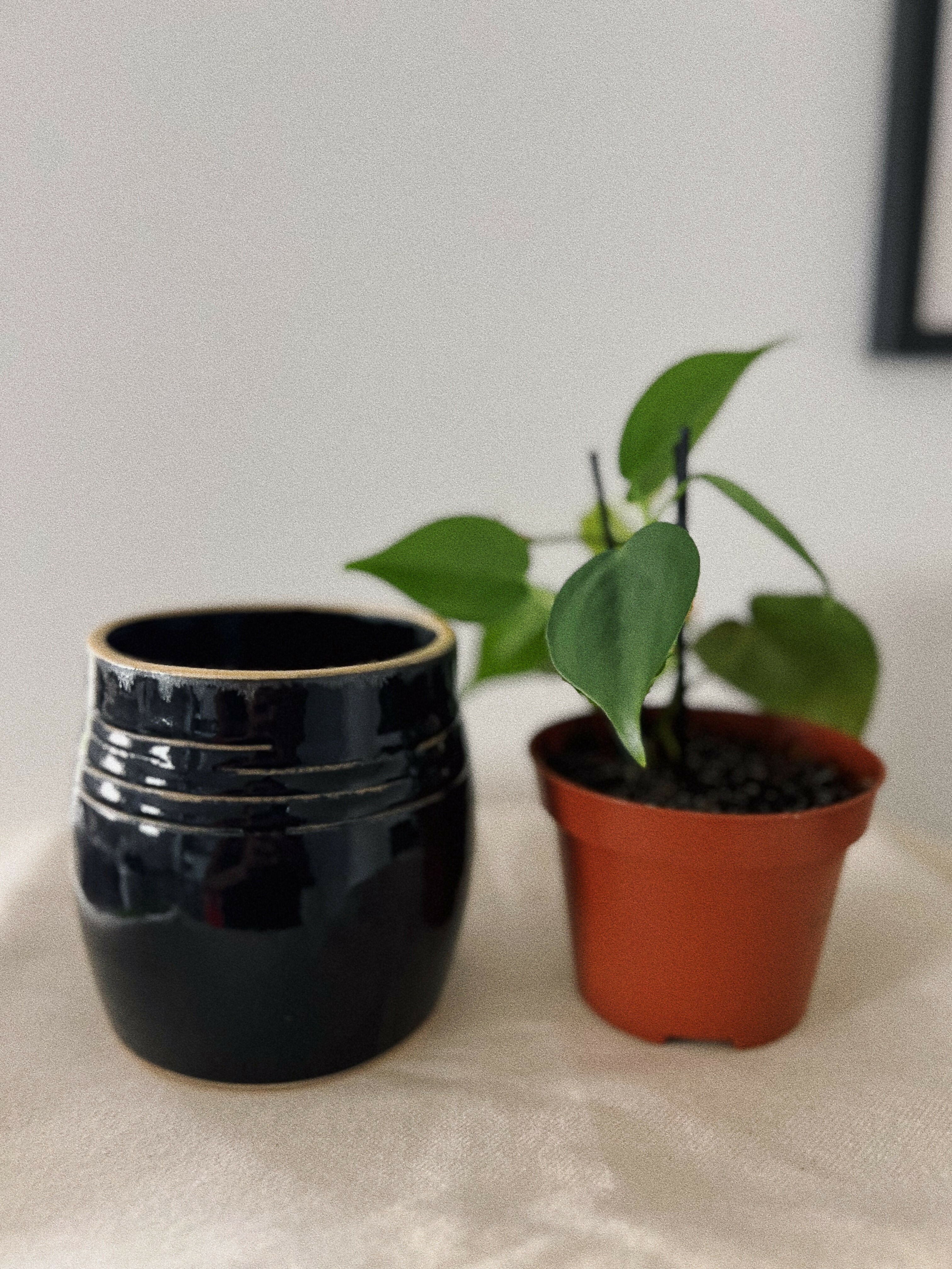 Black Ceramic Vase
