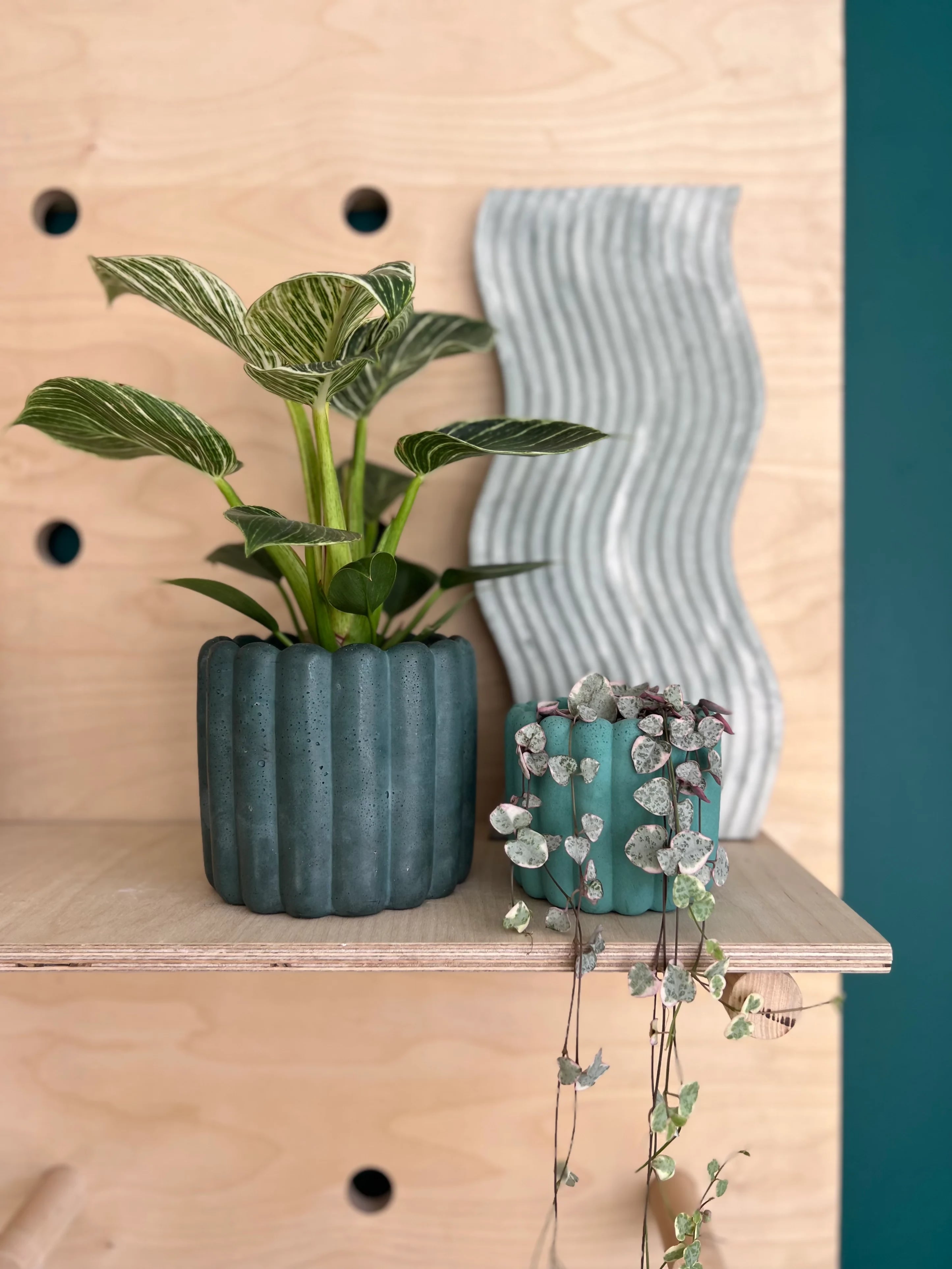 11cm Ripple Pot & Plant