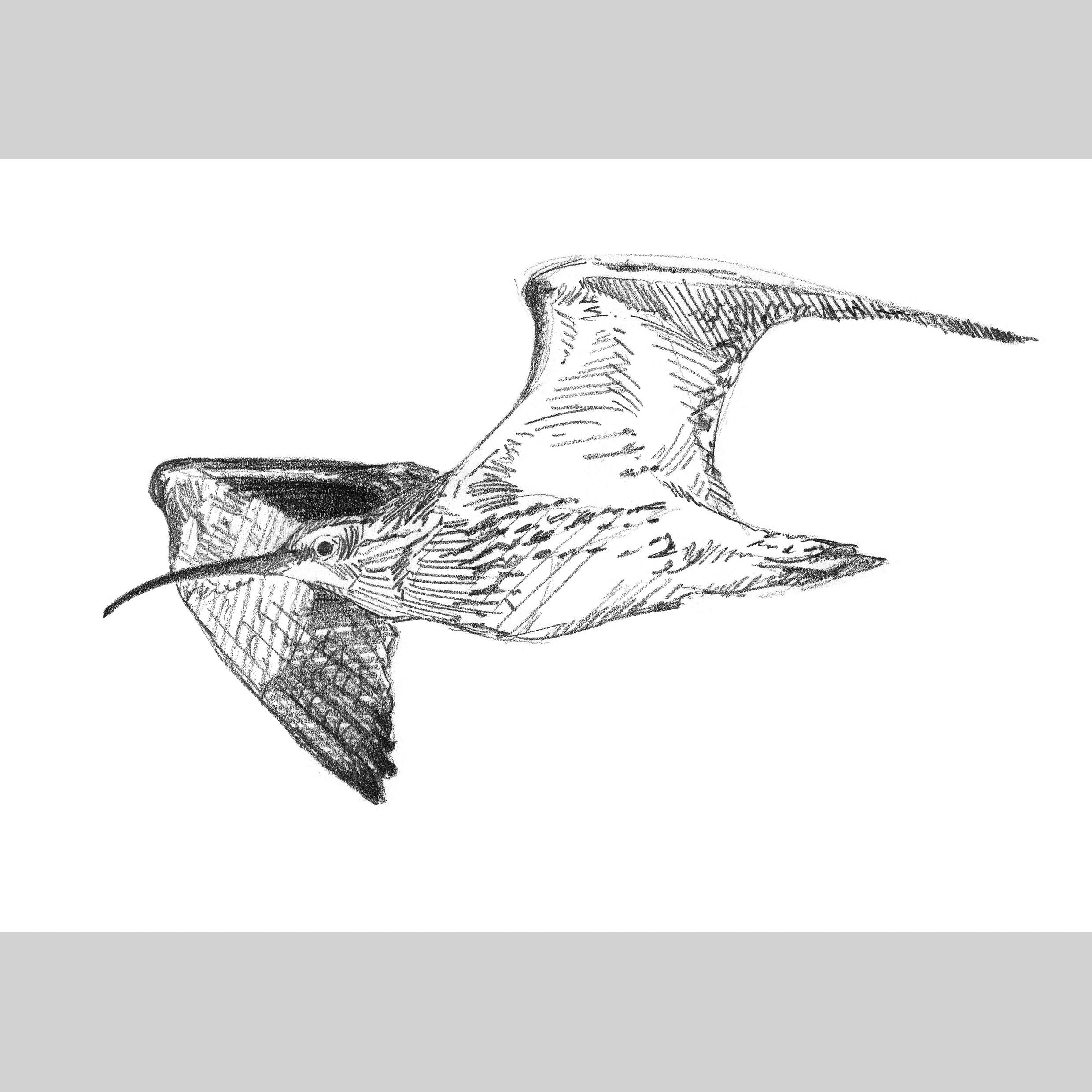 Curlew Sketches - A5/A6 Prints