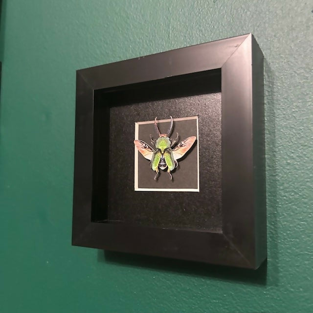 Stunning Mini Faux Paper Stag Beetle In A Black Box Frame