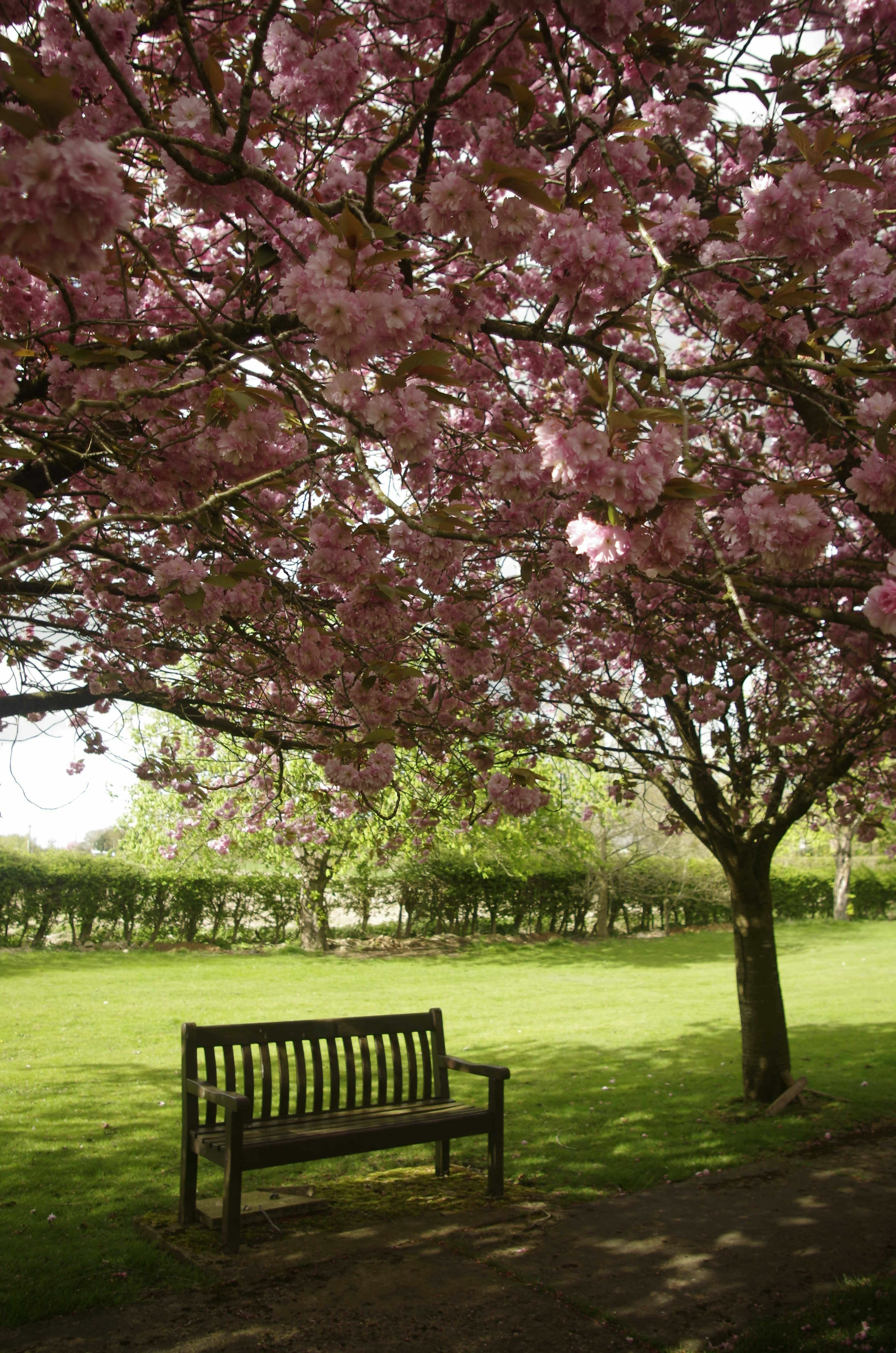 Bench In The Blossom (A4 Frame)