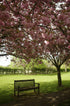 Bench In The Blossom (A4 Frame)