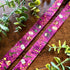 Apothecary Lanyard
