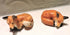 Ceramic Comfy fox sculpture