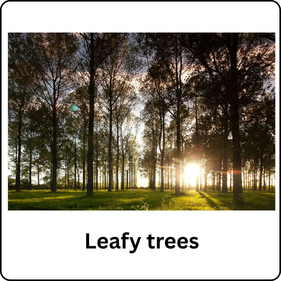 Leafy Trees - Print in 40cm x 30cm Mount